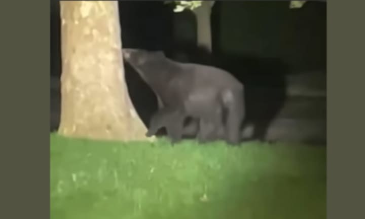 The black bear was spotted licking a tree behind BJ’s Wholesale Club on Crown Colony Drive.