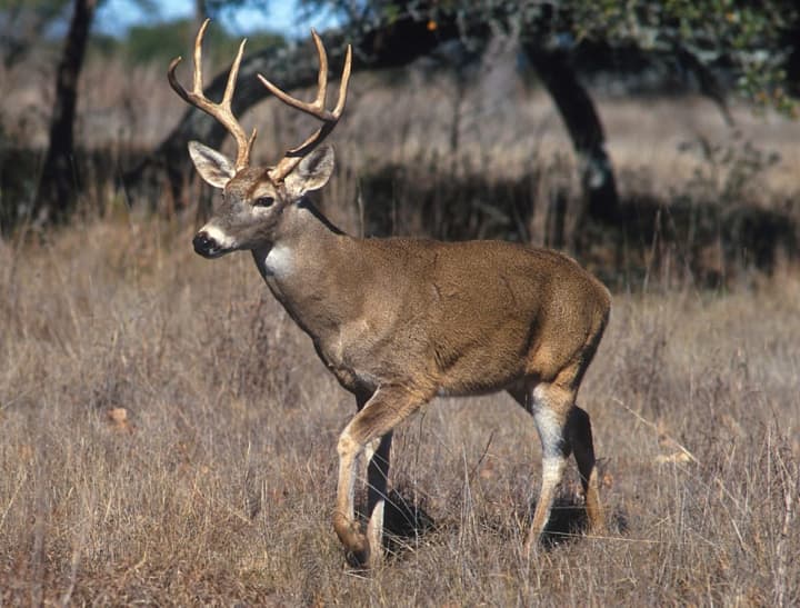 White-tailed deer have experienced an outbreak of COVID-19.