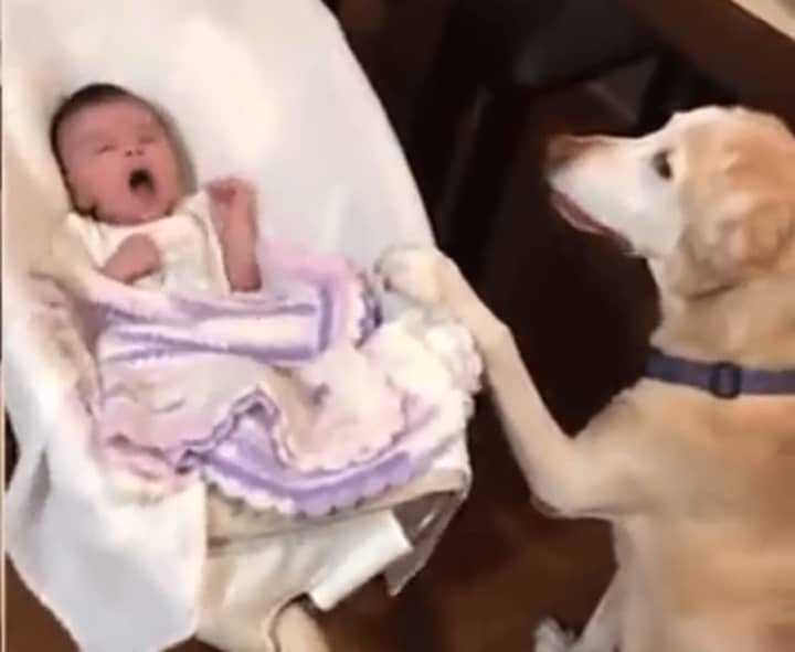 A Wayne dog has been trained to rock a baby&#x27;s bassinet.