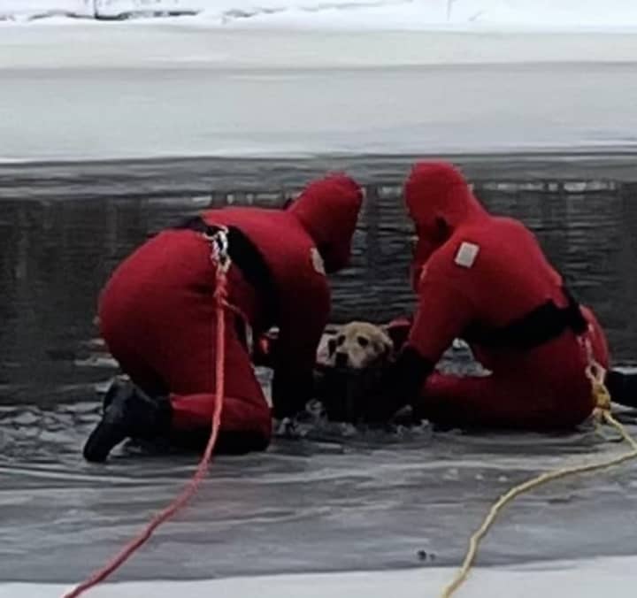 Two fire departments responded to rescue a dog in Worcester County.