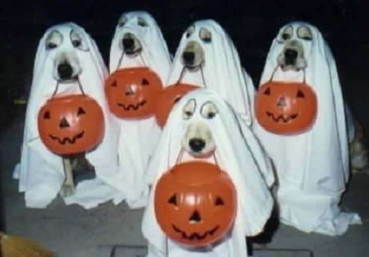 Costumed canines will be able to strut their stuff this Saturday, Oct. 29, at a Halloween parade for doggies in Cortlandt. The free event is set for 2:30-3:30 p.m. at the dog park on Sprout Brook Road.