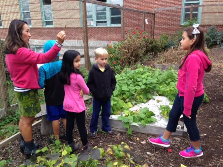 Dows Lane Elementary School third-grade students investigate different botanical families in their school’s garden as part of a study on scientific classification.