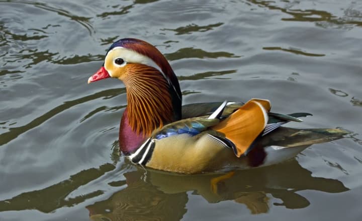 Central Park&#x27;s majestic mystery duck found its way to the shores of Edgewater.
