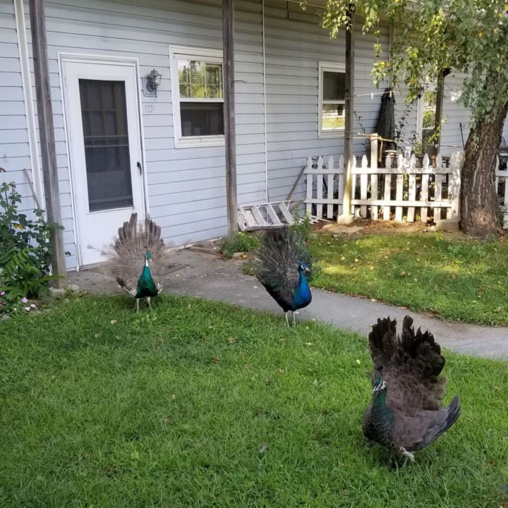 Do you recognize them? Four peacocks made themselves at home on the property of an apartment complex in Millbrook.