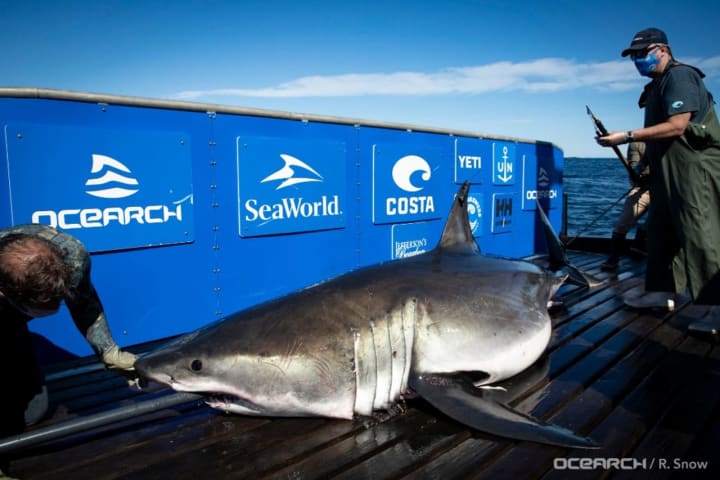 Breton was the first white shark tagged by OCEARCH during #ExpeditionNovaScotia 2020.