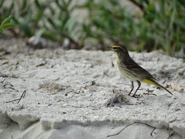 Migrating birds can be found in odd places, like this Palm Warbler foraging on the beach.