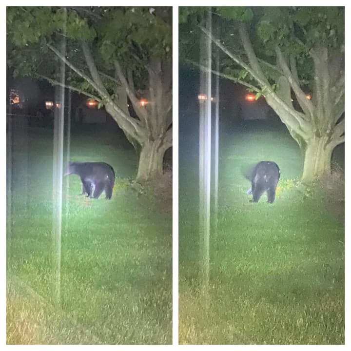 The bear was spotted in a Montgomery County neighborhood.
