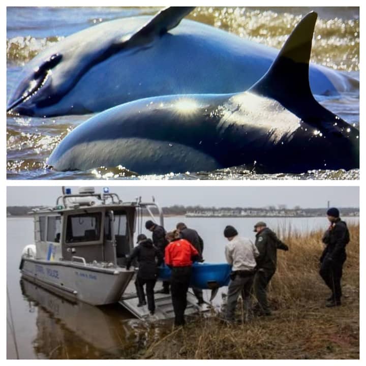 A dolphin in poor condition washed up on the Jersey Shore four days after three others washed up.