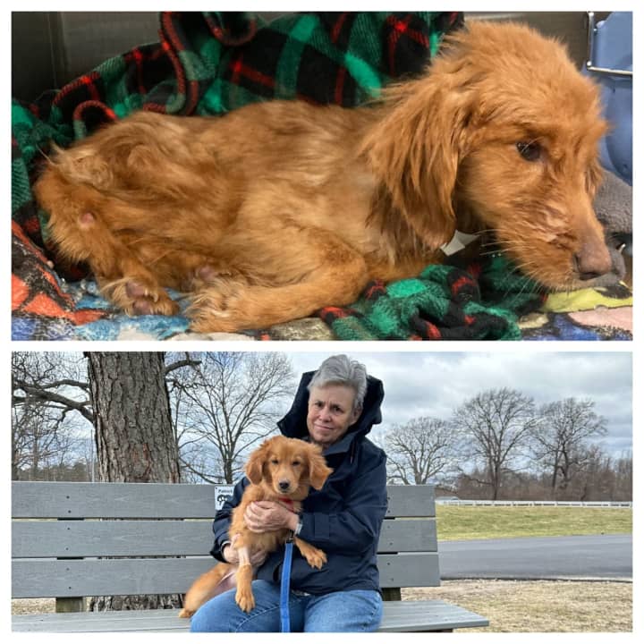 (Top) Brooke, when she was taken to MSPCA-Angell in January. She was underweight and sickly. Below, Brooke poses for a photo with her new owner while out to play.&nbsp;