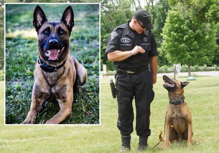 Massachusetts State Police dog called K9 officer Frankie with his handler Sgt. David Stucenski. The 11-year-old dog died after being shot during a standoff with a suspect late Tuesday night in Fitchburg.