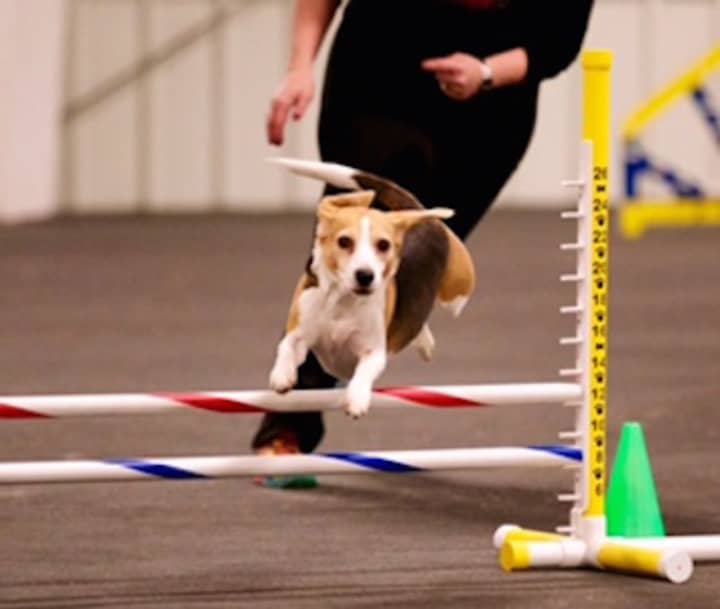 Jodi Kellar&#x27;s Beagle Maggie Moo competed at the Westminster Dog Show.