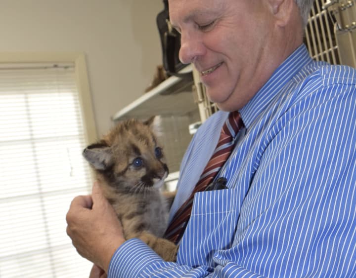 Bergen County Executive Jim Tedesco holds one of the brother mountain lion cubs.