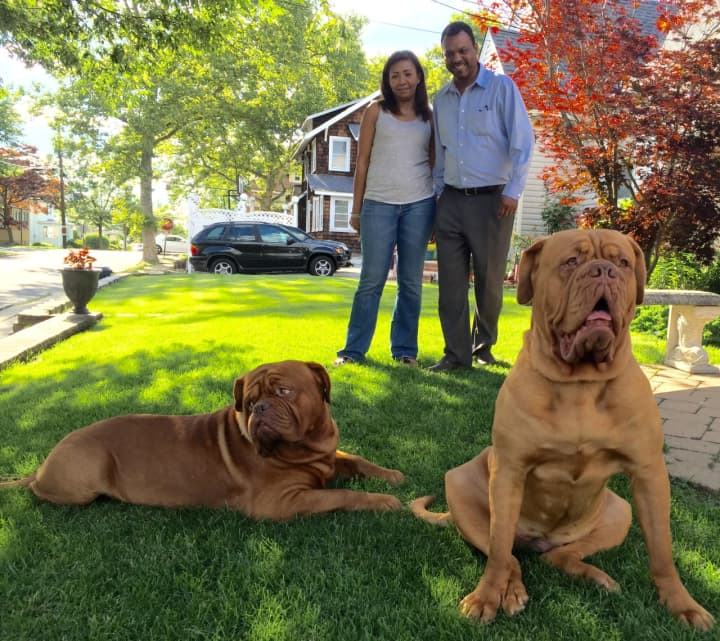 Humphrey, left, and Scarlett with owners Lizka and Jose Baez of Bogota. The dogs broke records for their breed, Dogue de Bordeax, at the Westminster Kennel Club&#x27;s dog show in February.