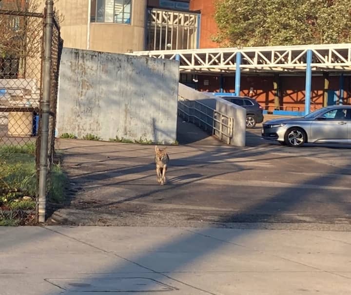 A coyote was seen strolling around The English High School in Boston on Friday, April 28