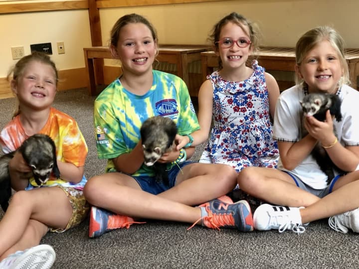 From left, Caroline Geis, Catherine Geis, Claris Flannery, and Vivian Flannery play with ferrets at Darien Nature Center. The visit was to donate money the girls raised from selling lemonade Monday, Sept. 2.