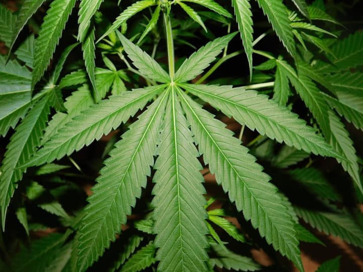 Orangetown wants to know how you feel about recreational marijuana.