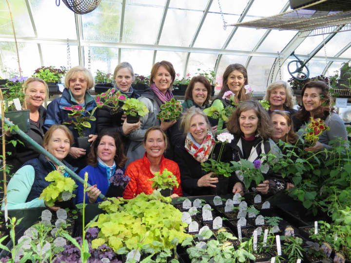 Plants for the May 6 DCA Plant Sale and Afternoon Tea are nurtured by dedicated DCA Greenhouse Group members.