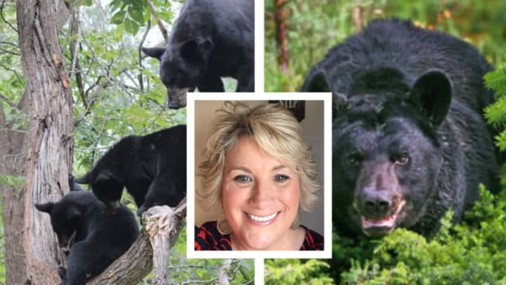 Lee Ann Galante, three black bear cubs, or yearlings, that are nearly full grown in a tree (left) and aggressive mama bear, or sow, (right) like the one that attacked Lee Ann Galante.
