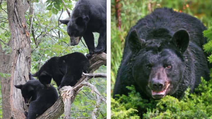 Three black bear cubs or yearlings that are nearly full grown in a tree (left) an aggressive mama bear or sow (right) like the one that attacked Lee Ann Galante.