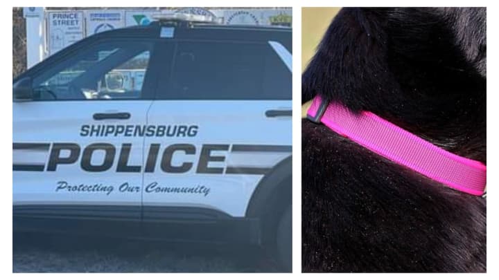 A Shippensburg Police department vehicle and a pink dog collar similar to the one the police say they found on a dead golden retriever.