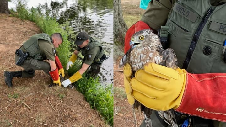 Authorities rescued a Cooper&#x27;s hawk that was found with a fishing lure stuck in its wing in Newington.