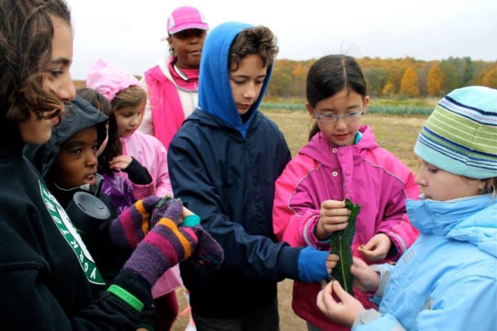 Students from Our Montessori School in Yorktown get up close and personal with leafy greens grown at Hilltop Hanover Farm. They were so inspired by what the environmental center is doing that they have created their own composting bins at school.