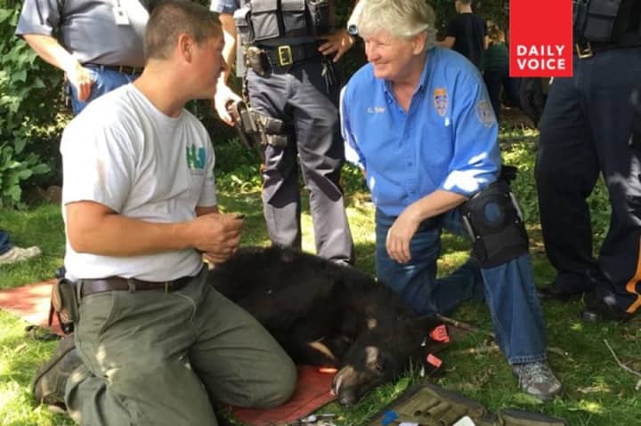 The bear was tagged for release into the wild.