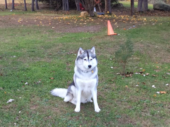 Neve, a 4-year-old Siberian husky, was injured on Thanksgiving Day when he stepped into a spring-loaded animal trap at the Locust Grove Estate in the Town of Poughkeepsie. His owner, Irene Monck, said Neve is recovering from bruises to his paw.