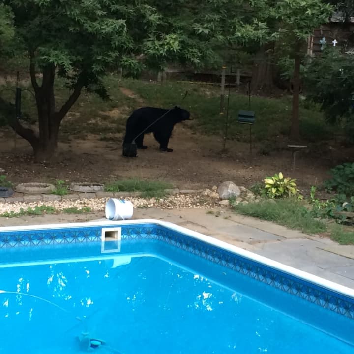 A black bear is spotted in Robert Lang&#x27;s yard in Bedford Corners.