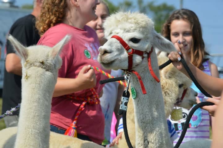 The Passaic County Fair will once again feature a petting zoo.