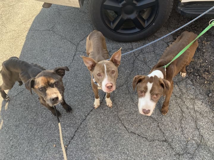 The three dogs found abandoned and critically undernourished.
