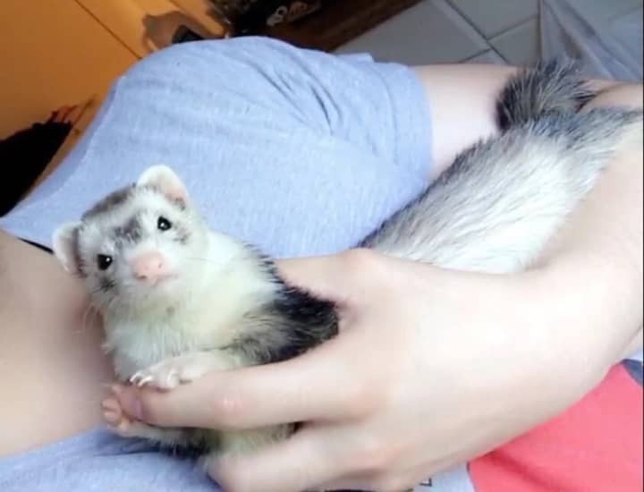 Pepper the ferret is missing from his Fort Lee home.