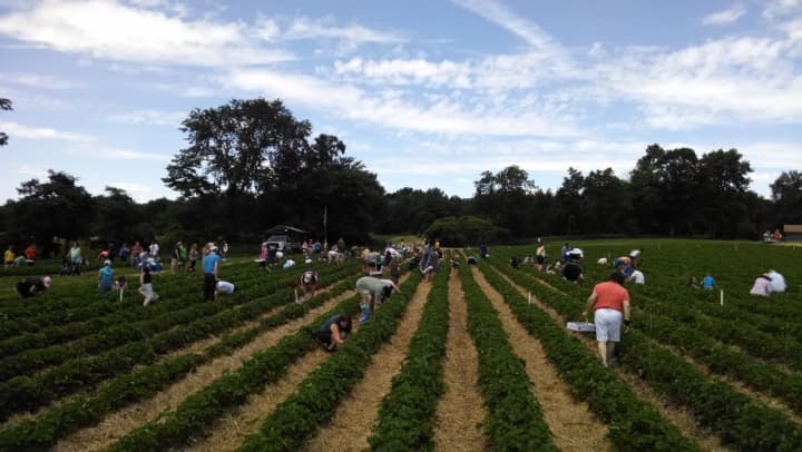 It&#x27;s prime time for pick-your-own strawberries at Jones Family Farms in Shelton.