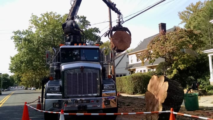 Workers remove the trunk of a diseased oak tree after cutting it down at a Chatsworth Avenue residence in Larchmont on Monday, Sept. 28.