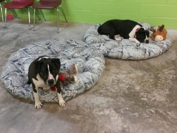 Rocky and Baxter are in need of a forever home.
