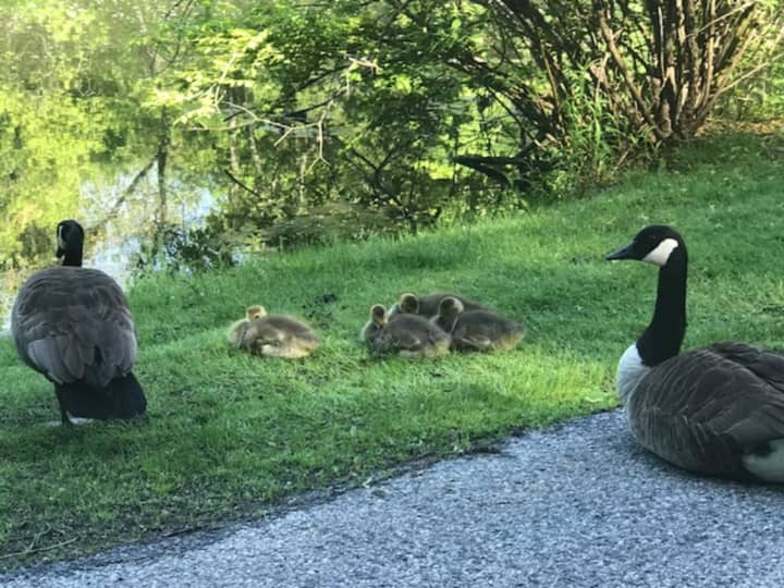 Baby geese guarded by their protective parents, who hissed at the photographer, along Lake Drive at Opperman&#x27;s Pond. Wildlife, lily pads and seaweed are a perennial certainty here.