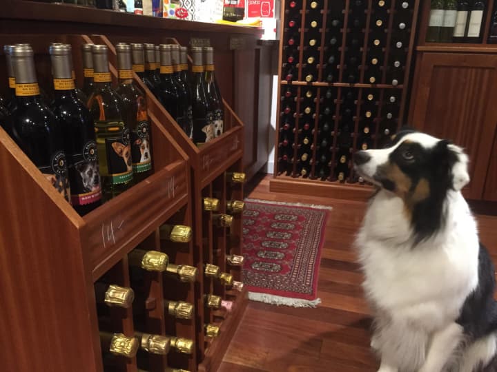 &quot;Bear&quot; checks out Saturday&#x27;s wine inventory during Rye&#x27;s &quot;Partners with Pets&quot; at G.Griffin Wine &amp; Spirits, 498 Forest Ave. in Rye. The wine store was among two dozen that raised money for Harrison&#x27;s Pet Rescue.