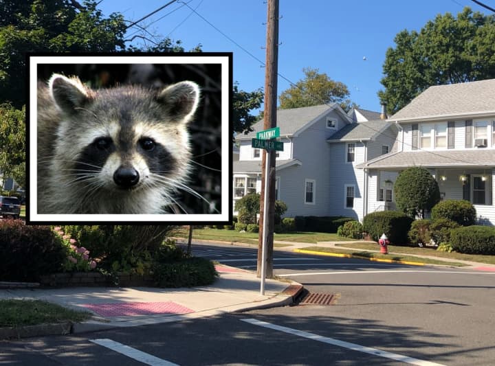 The raccoon attacks occurred at the intersection of Parkway and Pleasant Avenue in Maywood.