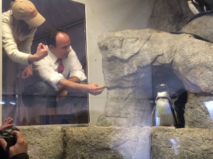 Bridgeport Mayor Joe Ganim gets up close and personal with the denizens of the new penguin exhibit at the Beardsley Zoo.
