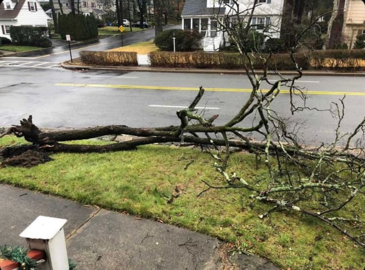 A downed tree in Westwood (Bergen County, NJ).