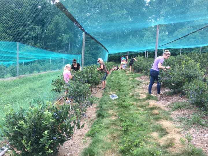 Blueberry fans toil under netting to protect the delicate fruit.