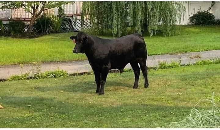 The bull escaped from a Suffolk County farm.