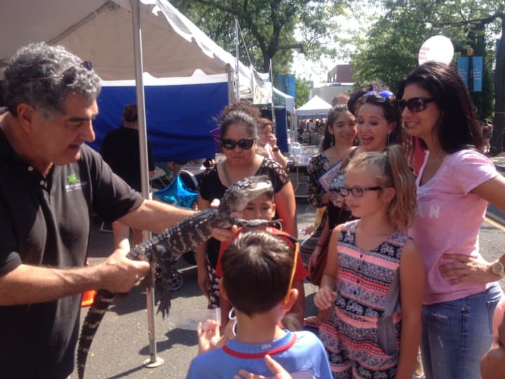 Families attending the Taste of Greater Danbury on Saturday, Sept. 10, hesitate to pet Big Al, an American alligator held by Ron of Curious Creatures in Branford.