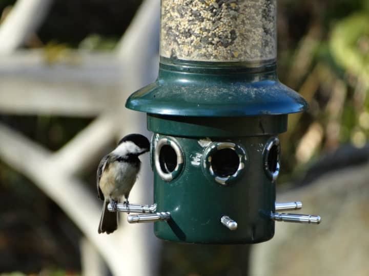 Black-capped chickadees are common feeder birds in our area.