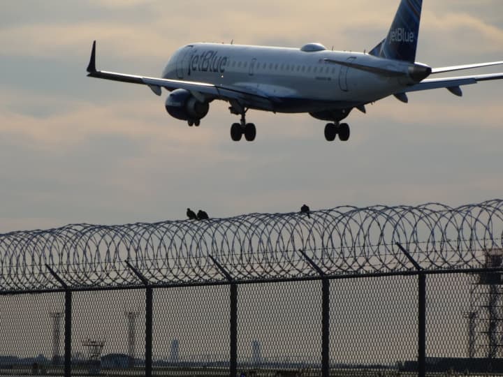 Many birds are unfazed by the heavy plane traffic around John F. Kennedy International Airport.
