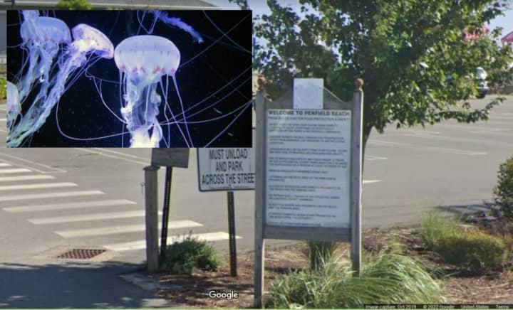 Health officials in Fairfield County issued an alert about stinging jellyfish in the waters at beaches in the area.
