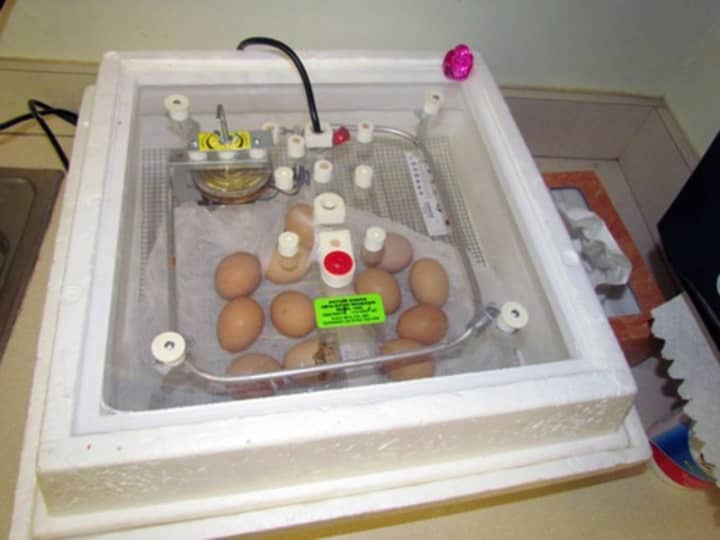 It&#x27;s hatch day for these eggs in Chappaqua Central School District.