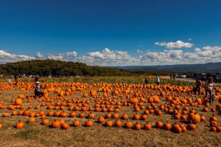 Pumpkin field at Lawrence Farms Orchard in Newburgh.