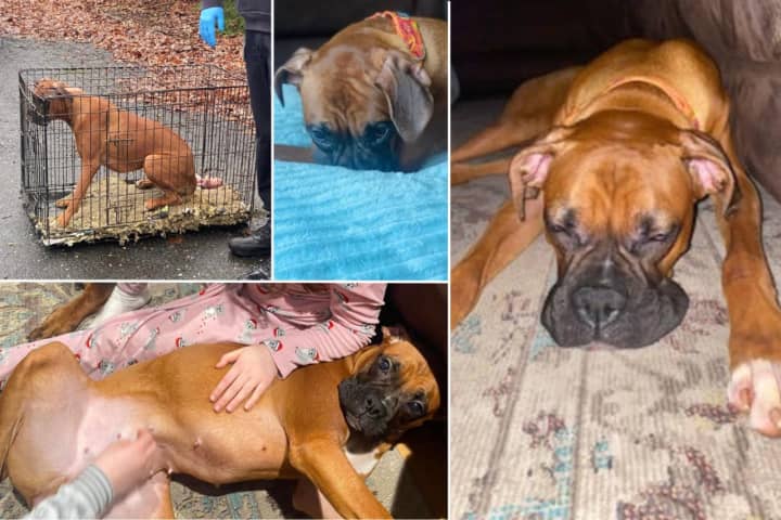 Lily, a 9-month-old boxer puppy, was one of 49 animals taken from a neglectful situation in Ronkonkoma - and one of the five distributed to a foster home by North Fork Country Kids.&nbsp;
