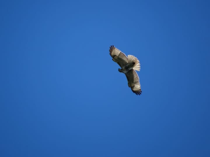 Many hawks are migrating through the tristate area this time of year.